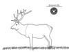 line drawing of male elk
